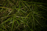 Carex muskingumensis 'Oehme' RCP7-08 209.jpg